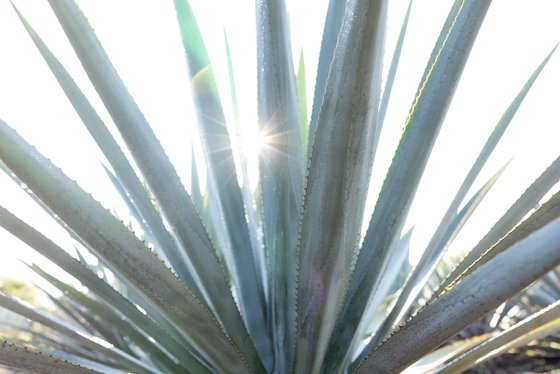 Agave Farming