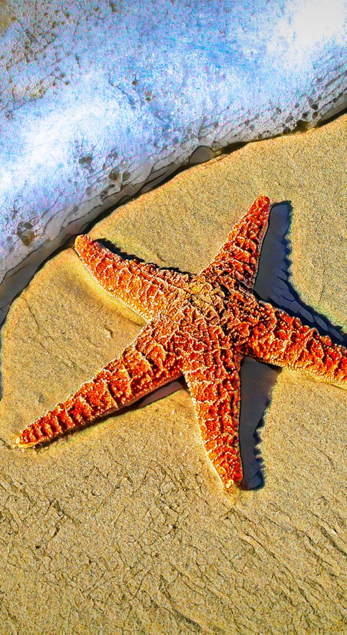 Starfish Washed Ashore by Marlene Watson