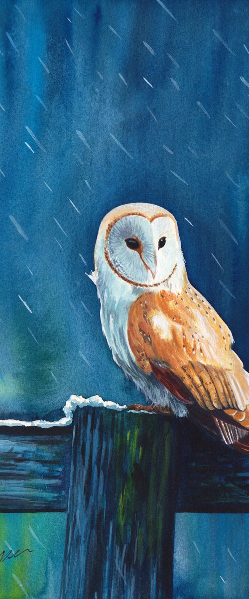 Barn owl by D. P. Cooper