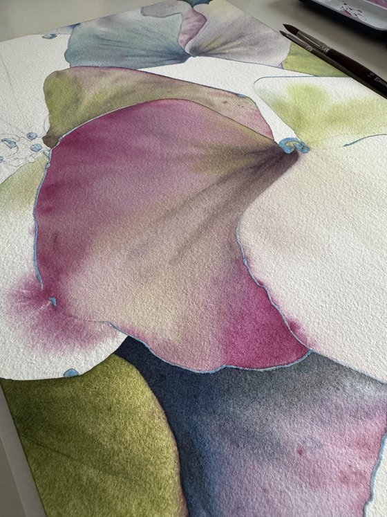 Chameleon Hydrangea