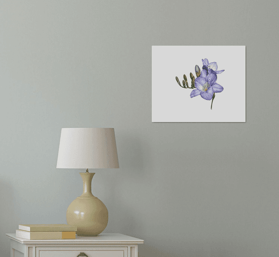 Purple freesia watercolor flowers
