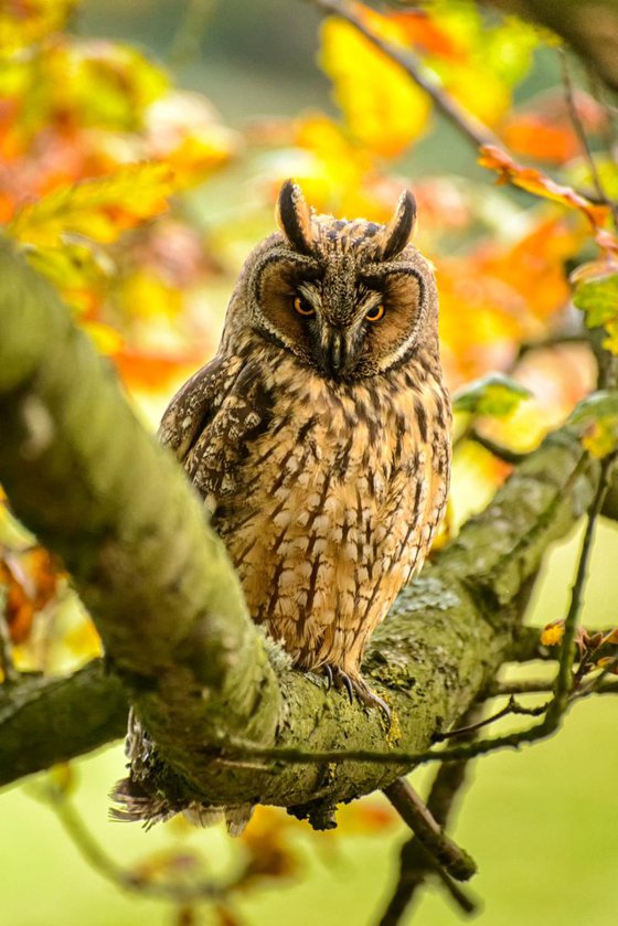 Long Eared Owl A3