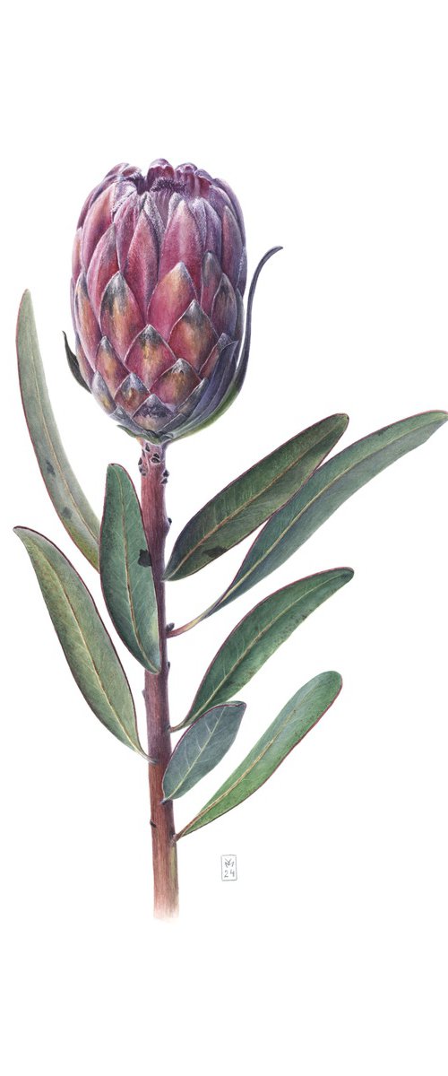 Protea Bud by Yuliia Moiseieva