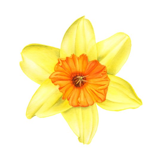 Yellow Narcissus Daffodil Fortissimo. Original Watercolor painting