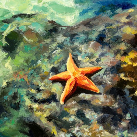 Starfish on rocky shore at summer