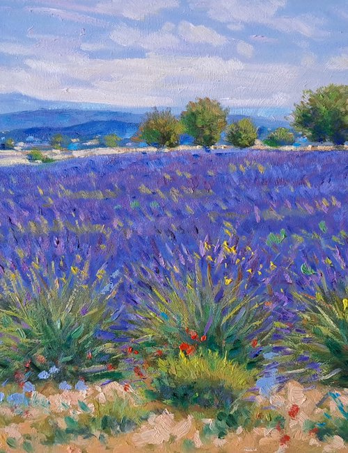 Lavander fields in Provence by Claudio Ciardi