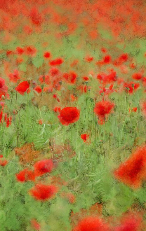 Poppies by Alistair Wells