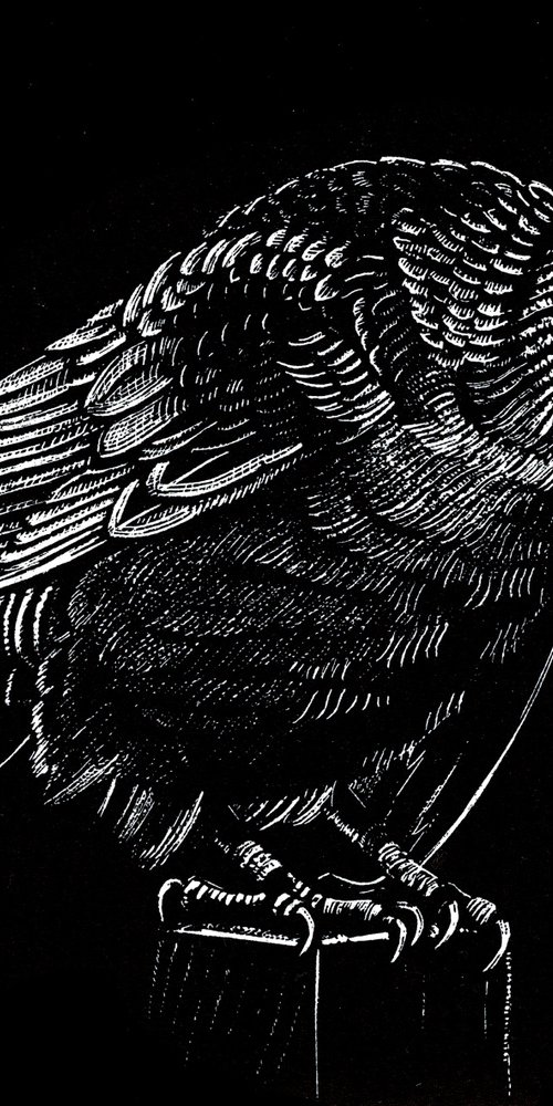 Corvus corax by Rebecca Coleman