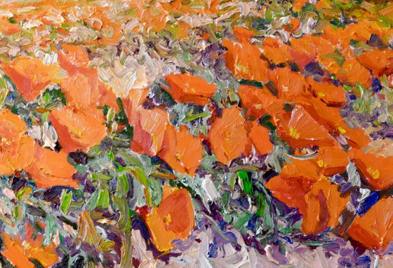 California Poppy
