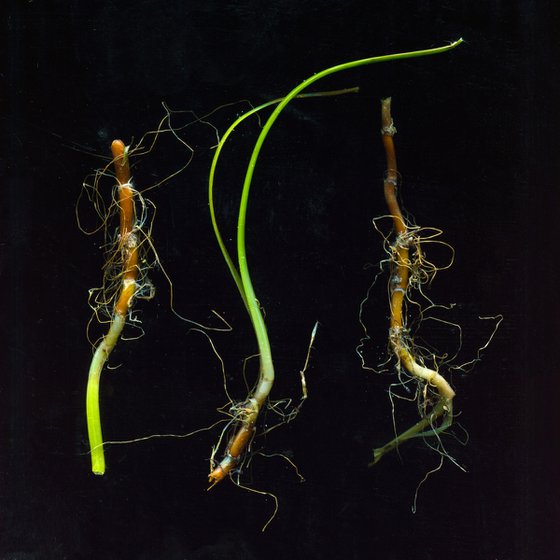 seaweed, stems and algae 1