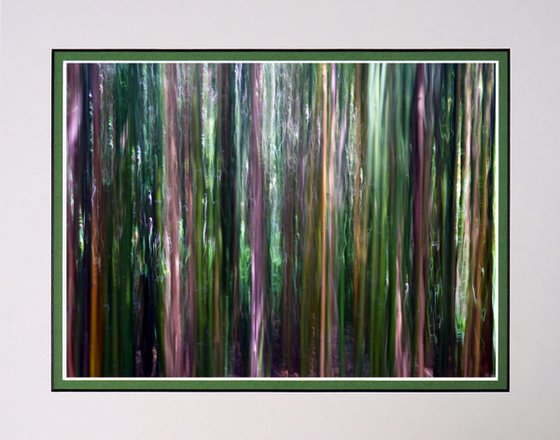 In the Bamboo Forest ICM photography