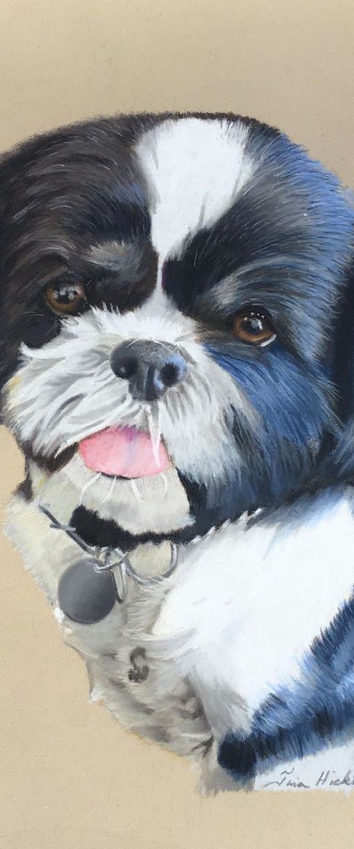 Shih-tzu by Tina Hickman