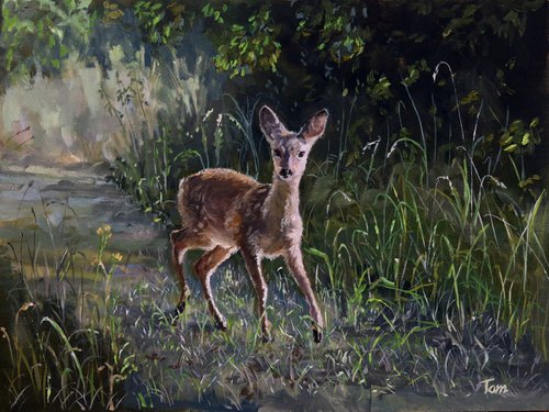 Fawn in woodland by Tom Clay
