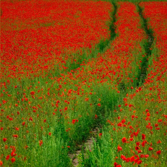 Poppy Field