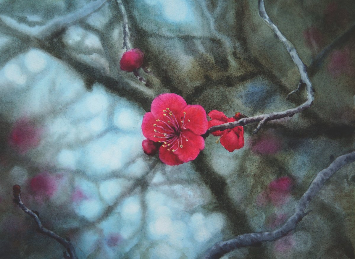 Red plum blossoms - blossom - spring - pink blossoms - Mei Hua wild plum blossom by Olga Beliaeva Watercolour