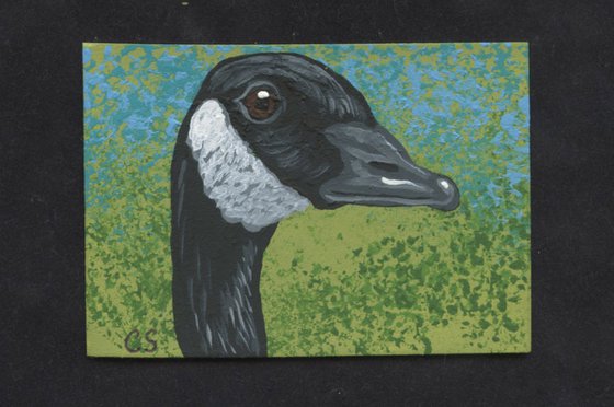 ACEO ATC Original Miniature Painting Canada Goose Wildlife Bird Art-Carla Smale