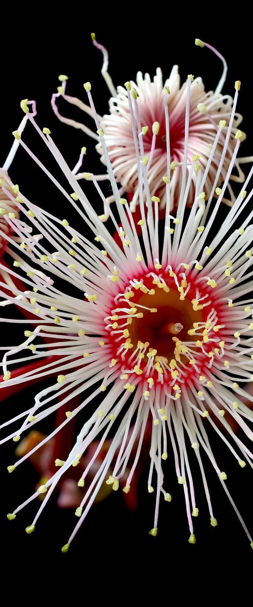 Summer Beauty by Nadia Culph