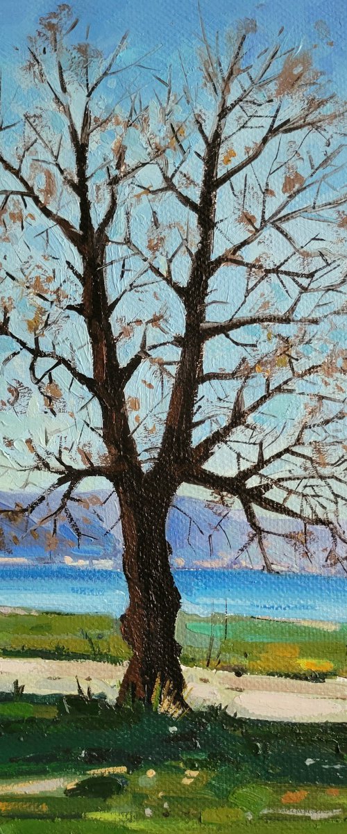 Old Tree by Joan Mato
