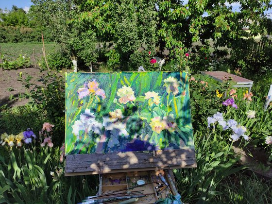 Peonies and irises in a garden