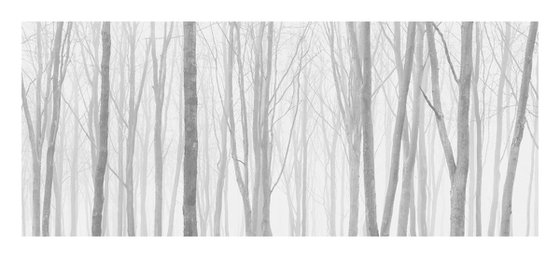 New Forest Pano IV