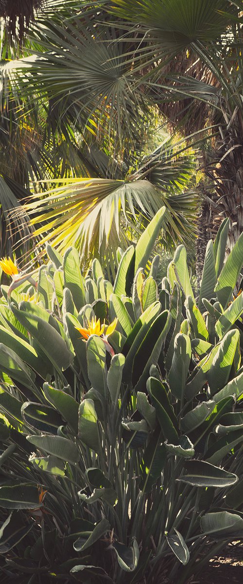 Bird of Paradise, LA by Heike Bohnstengel