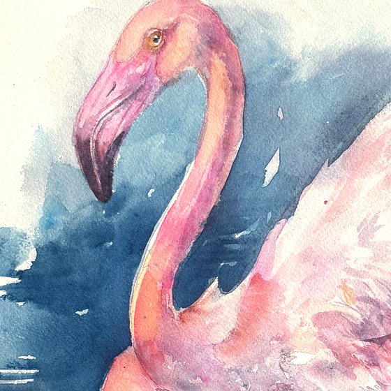 Flamingo Reflections