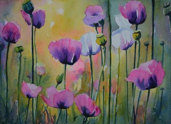 Meadow Poppies