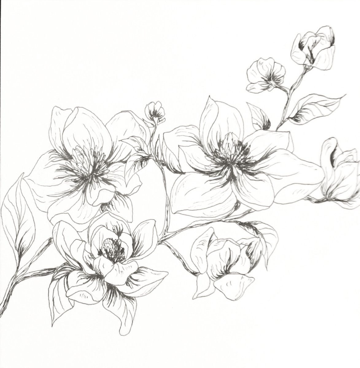 Illustrative Botanical Ink Drawing By Aneta Gajos, 8 X 8, Magnolia Branch, Original Artwork