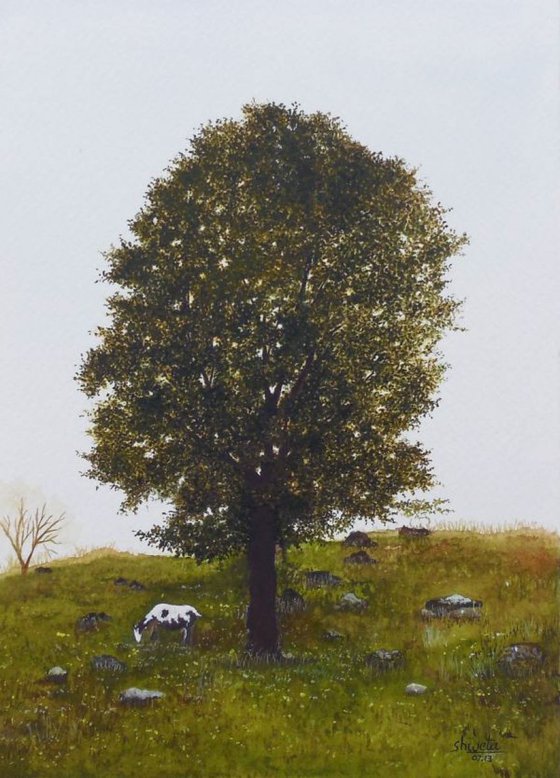 Mahogany tree