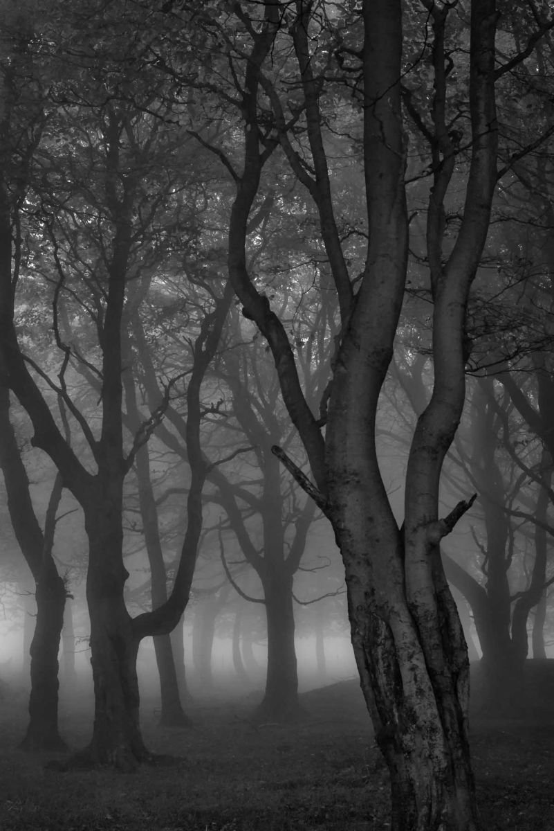 Moonlit Copse - A4 by Ben Robson Hull