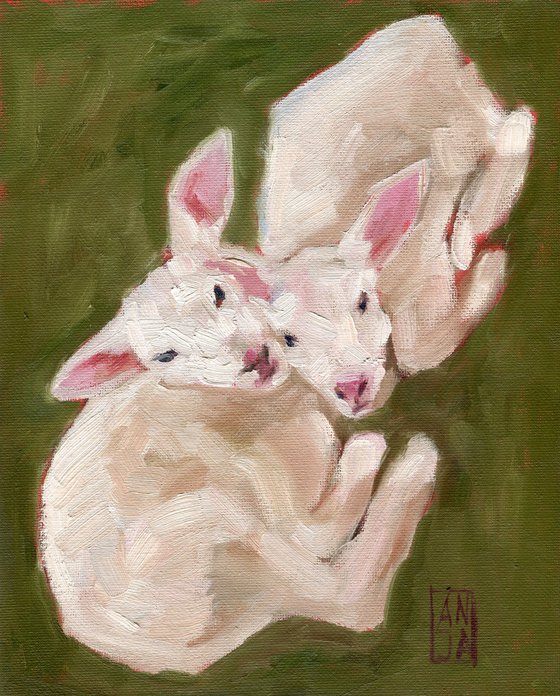 Two lambs