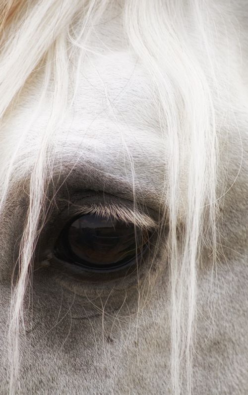 Eye of the Horse by Marc Ehrenbold