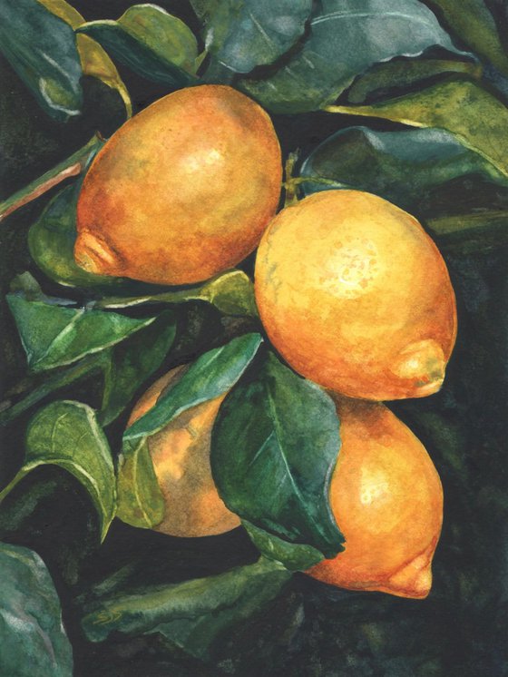 Study of Lemons