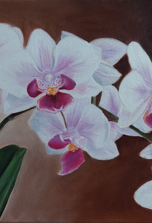 Lovely orchid by Ira Whittaker