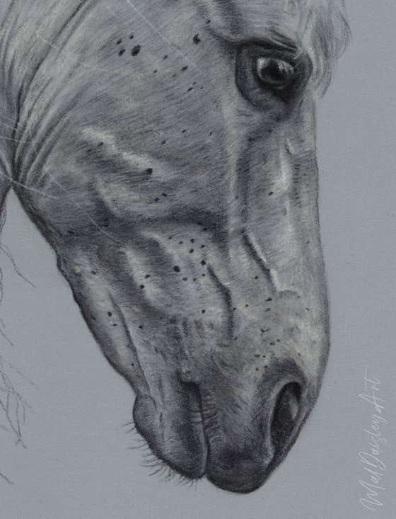 Study of a White Horse