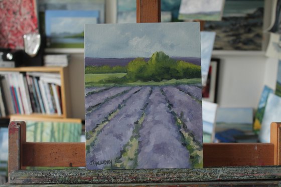 Lavender Field