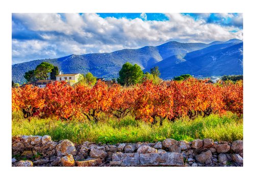 Vinyard. Limited Edition 1/50 15x10 inch Photographic Print by Graham Briggs