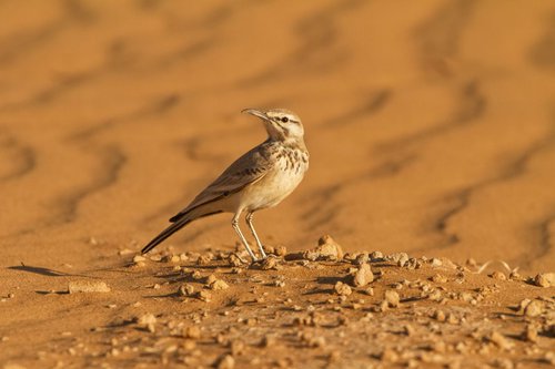 Photography | Birds | Laemon alaudipes by Boris Belchev