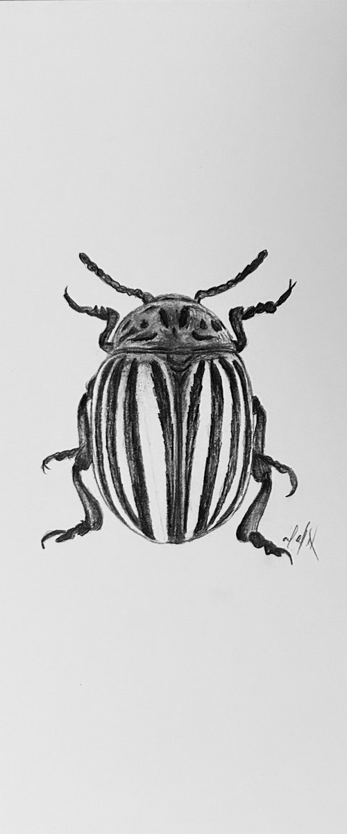 Potato beetle by Amelia Taylor