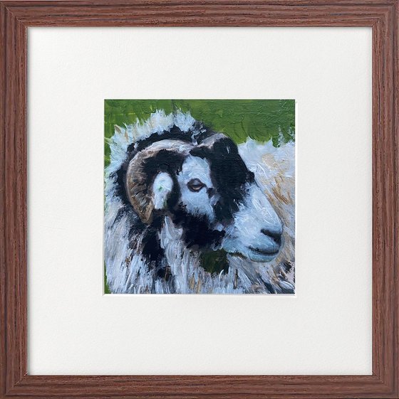 Three sheep portraits framed