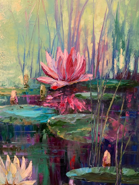 Pond Water lilies.