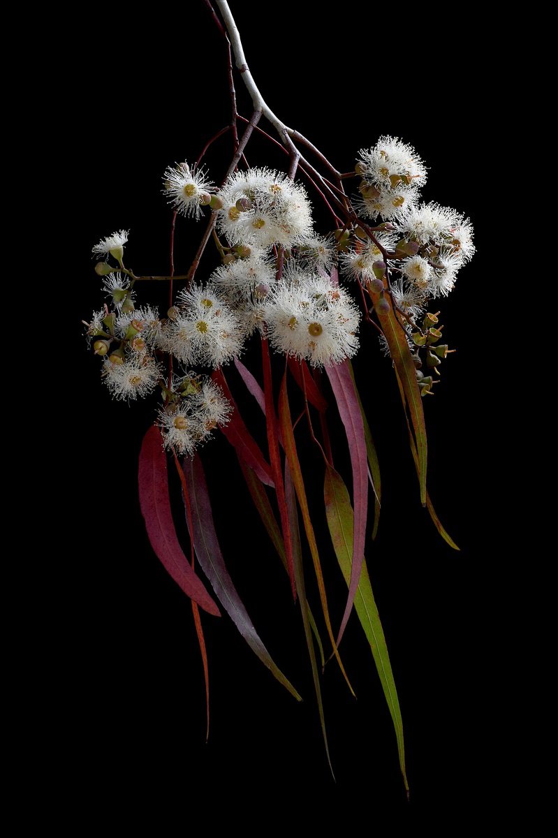 Botanical Photograph By Nadia Culph, 24 X 35", Eucalyptus Melliodora, Original Artwork