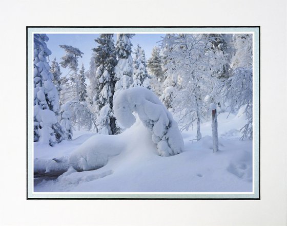 Finland Snow Forest one