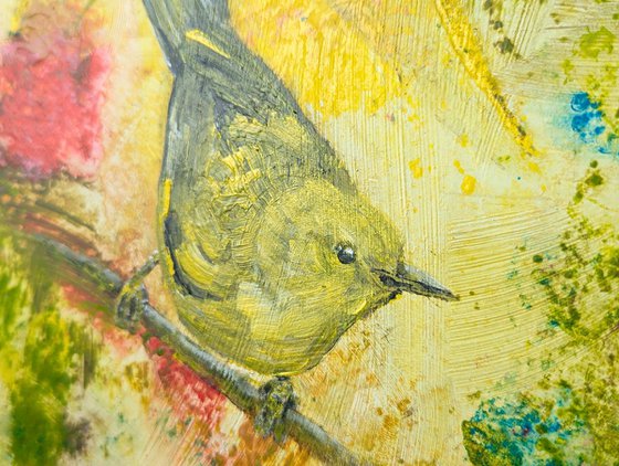 Yellow warbler bird