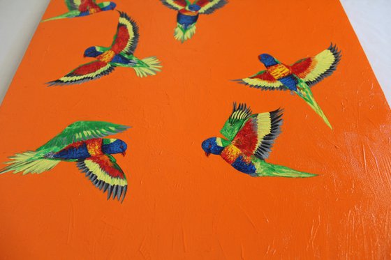 Rainbow Lorikeets in Flight