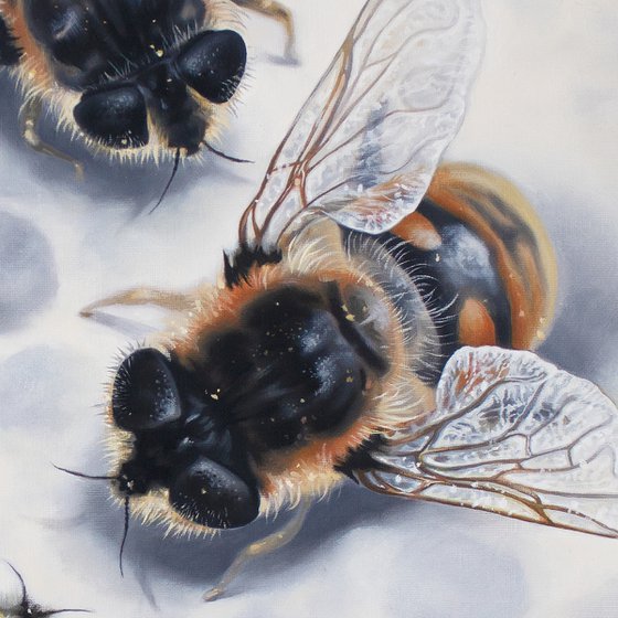 The Territory / Honey Bee