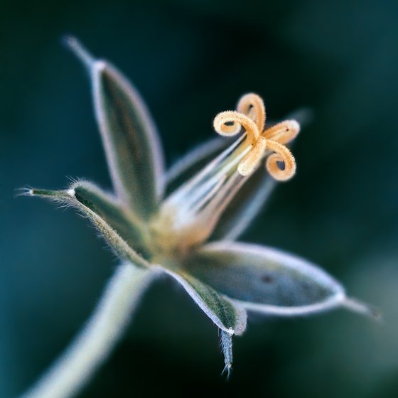 Tiny beauty