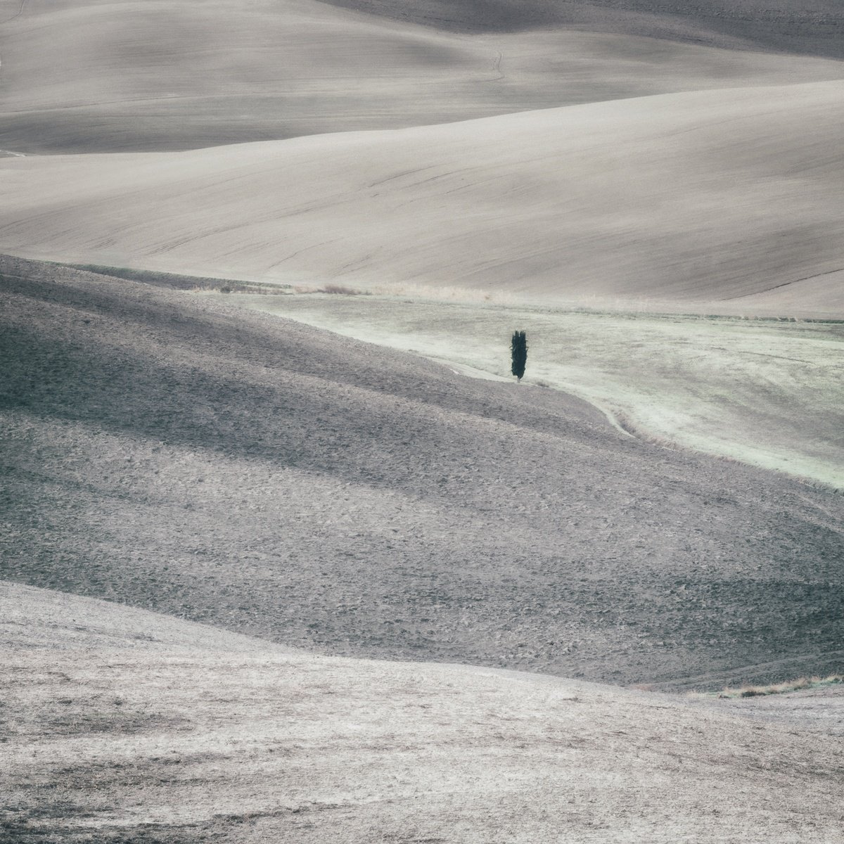 Impressionistic Landscape Photograph By Karim Carella, 35 X 35", A Lone Cypress Over The Hills, Original Artwork