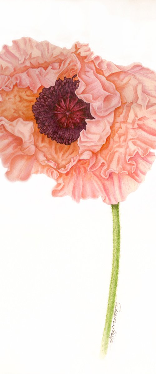 Poppy by Nadezhda Deeva