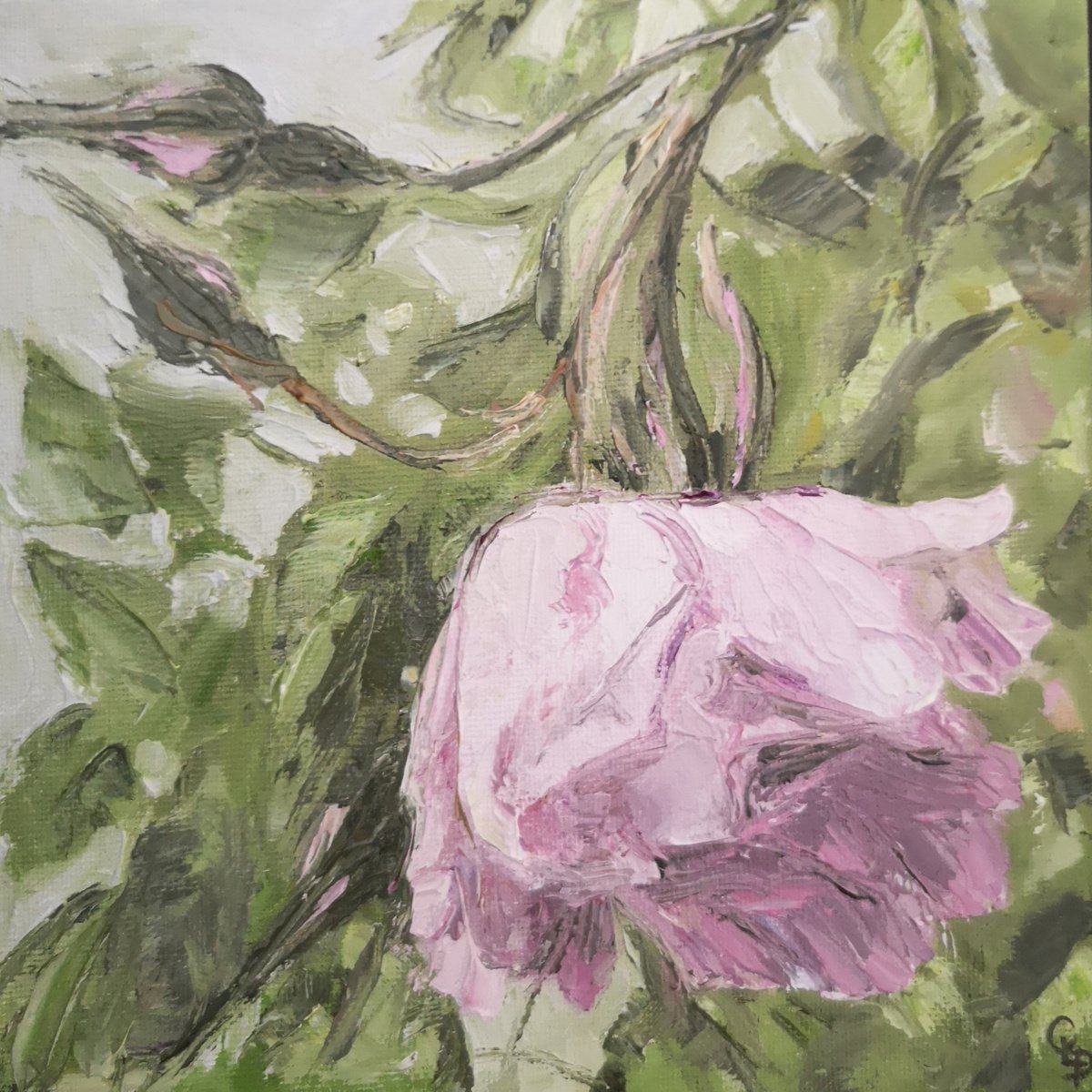 Rose de mai by Cecile Pardigon